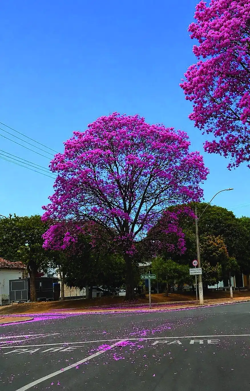 Ipê florido em Amparo