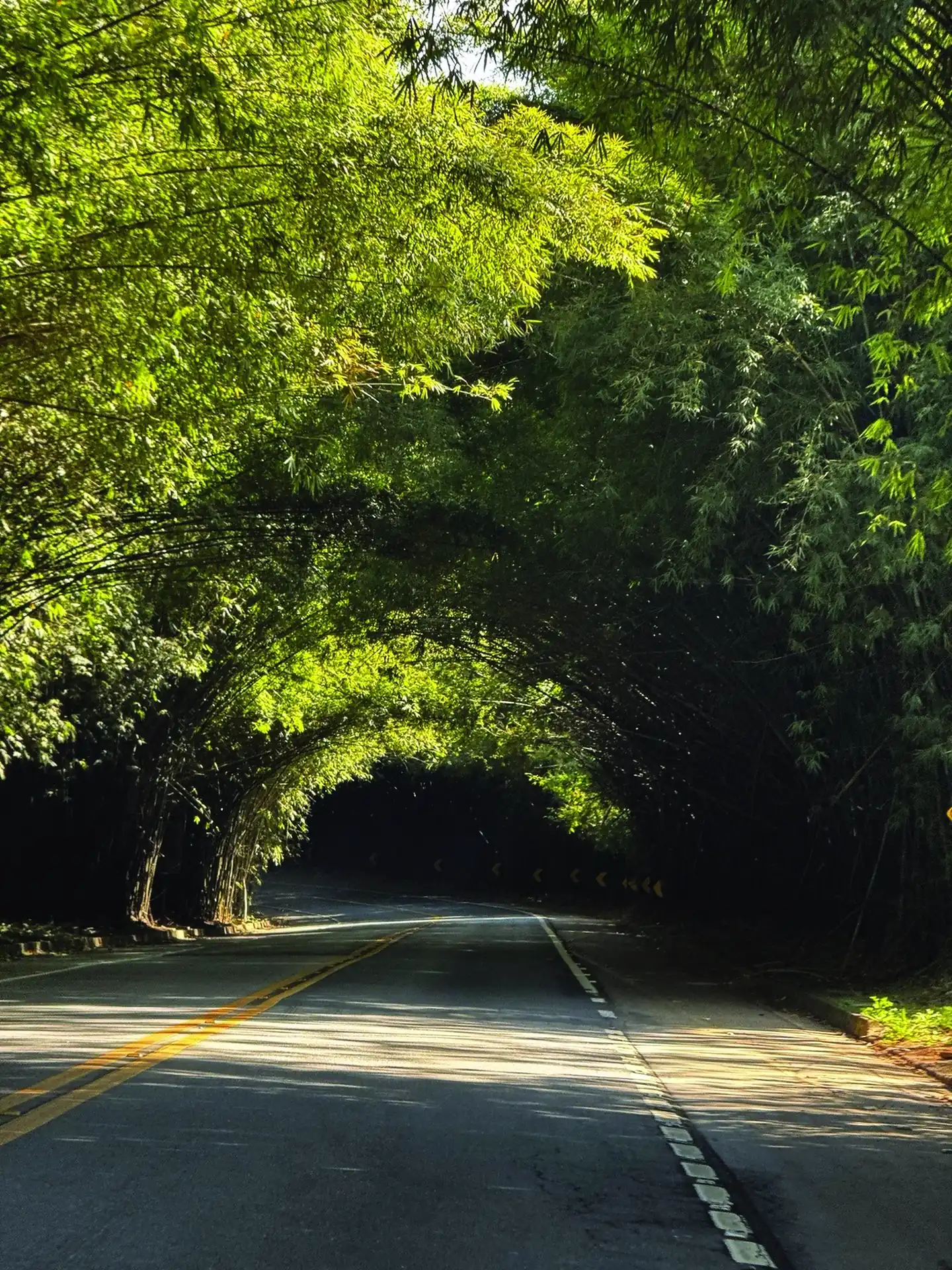 Túnel de Bambu em Amparo